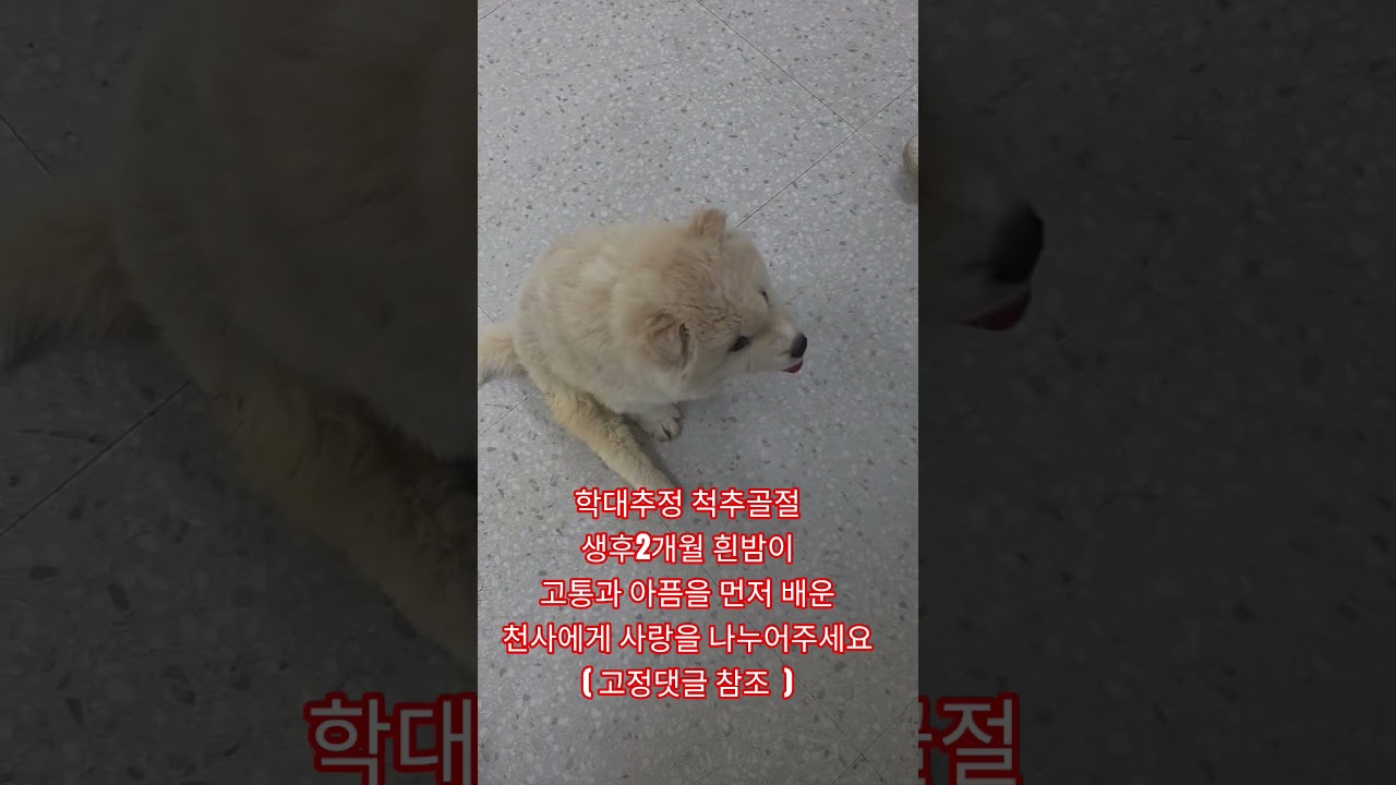 고통과 아픔을 먼저 배운 천사에게 사랑을 나누어 주세요 ( 고정댓글 참조)