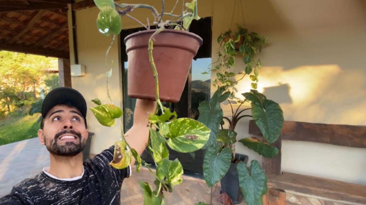 🪴 ARRUMANDO MEUS VASOS DE PLANTAS | GUTIZGRILO