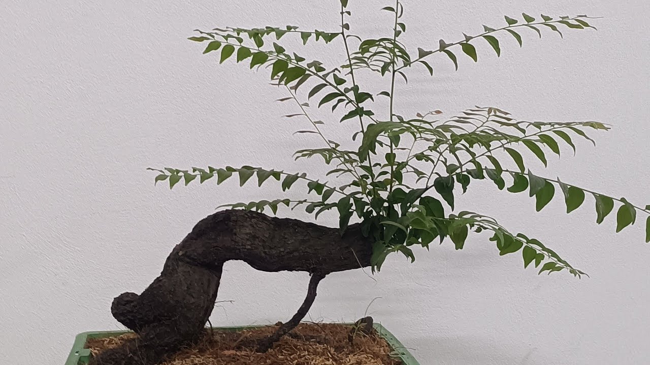 MUỘI THUÂNGIÁ RẺ LH 0966009596đang phát trực tiếp!