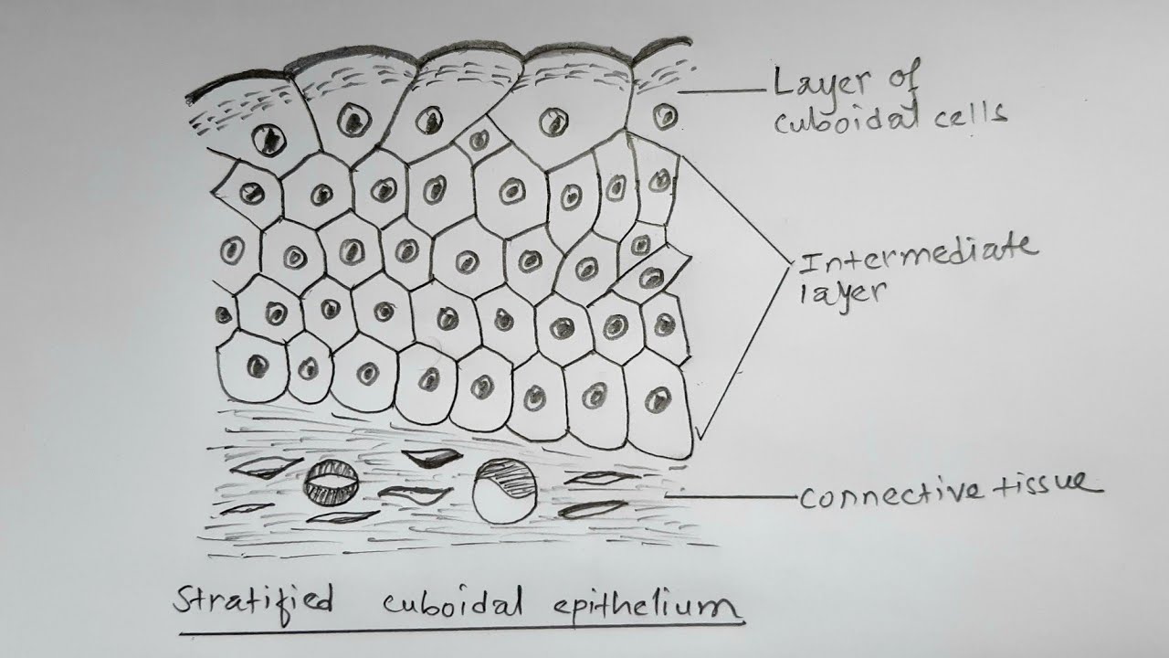 How to draw stratified cuboidal epithelium || easy way