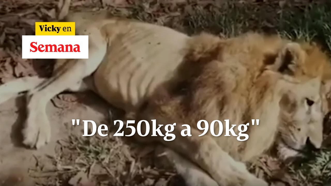 Protectora de Júpiter, el león que agoniza 