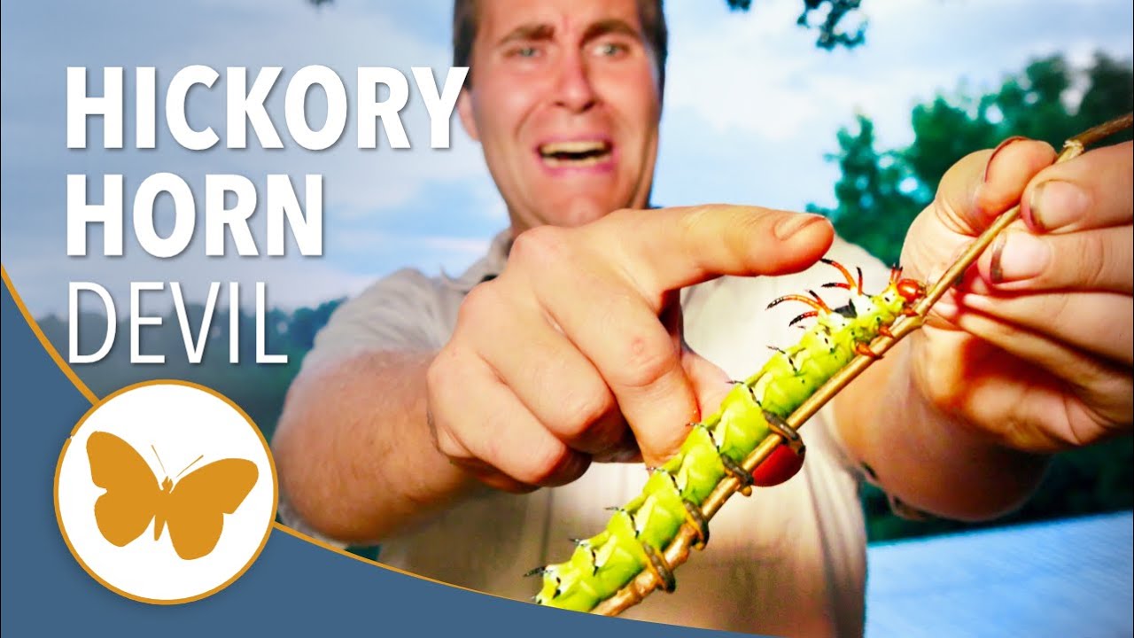 The Hunt for the Hickory Horned Devil