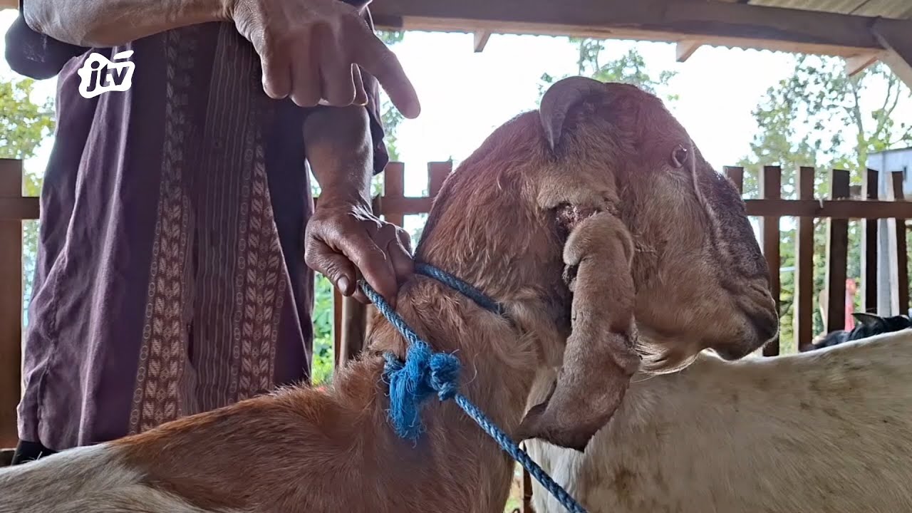 Warga Padas Dagangan Resah Kambing Ternak Diserang Hewan Liar