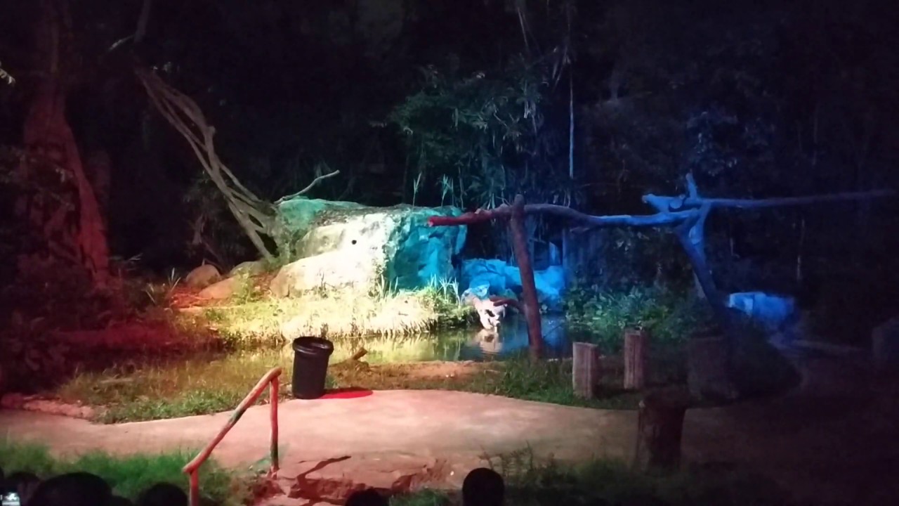 Singapore Night Safari - Animal Show in HD