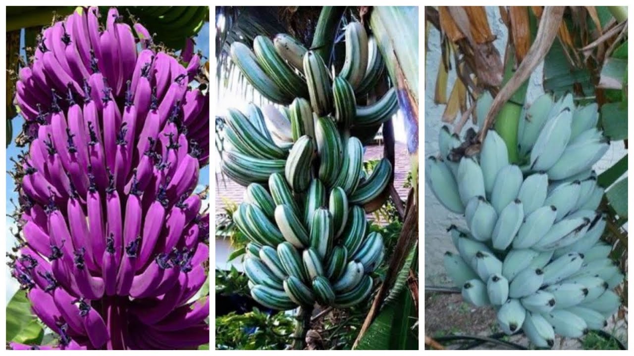 🛑 13 Diferentes Tipos de #BANANAS RARAS, EXÓTICAS e Diferentes Que Existem Pelo Mundo INCRÍVEL! 😱🍌🍌