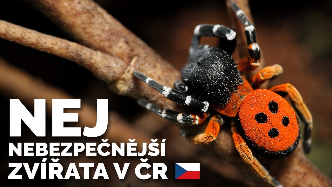 TOP 5 NEJJEDOVATĚJŠÍ ZVÍŘATA V ČR