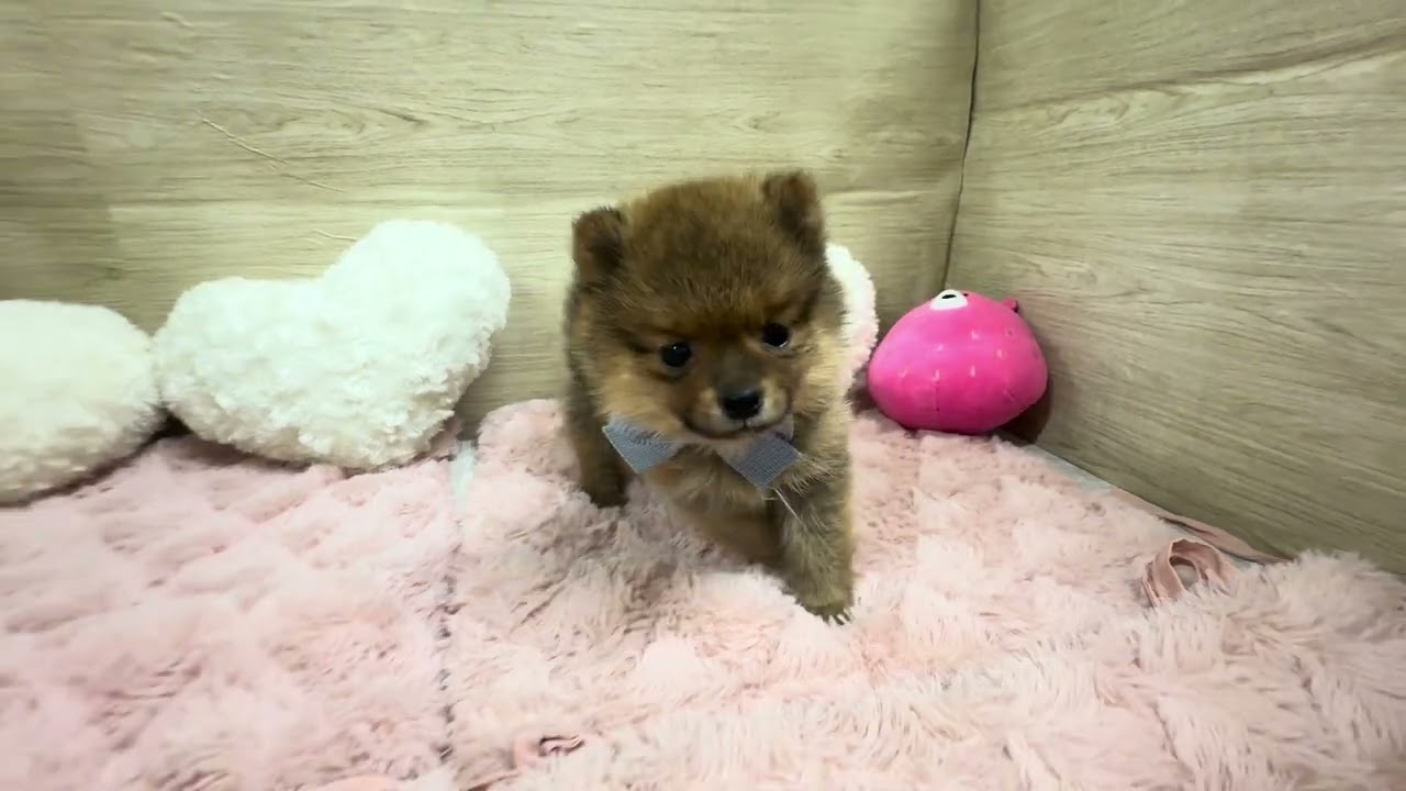 200067　ポメ豆しばちゃん