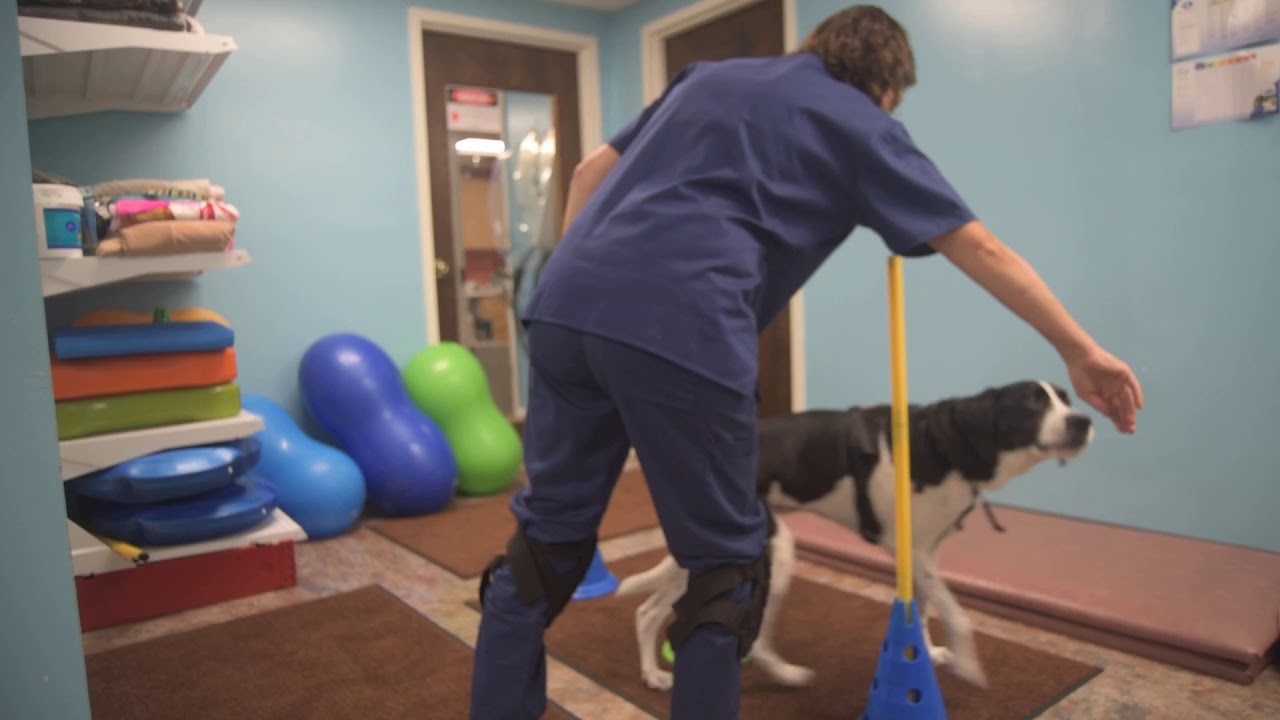 Dog Physical Therapy - Strength Exercises - Cones