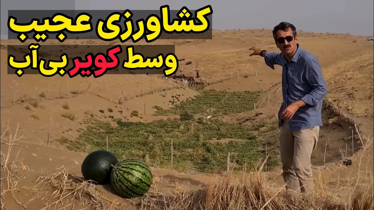 کشت هندوانه در شنزارهای کویری
