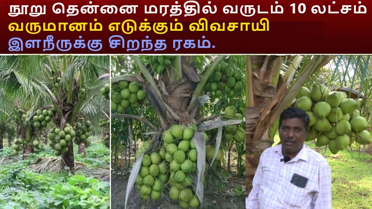 நூறு தென்னை மரத்தில் வருடம் 10 லட்சம் வருமானம் எடுக்கும் விவசாயி இளநீருக்கு சிறந்த ரகம்.S 1 Variety