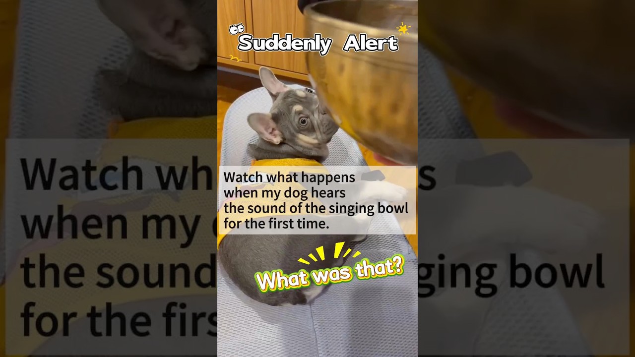 Watch how a gentle singing bowl sound instantly captures this puppy’s attention！