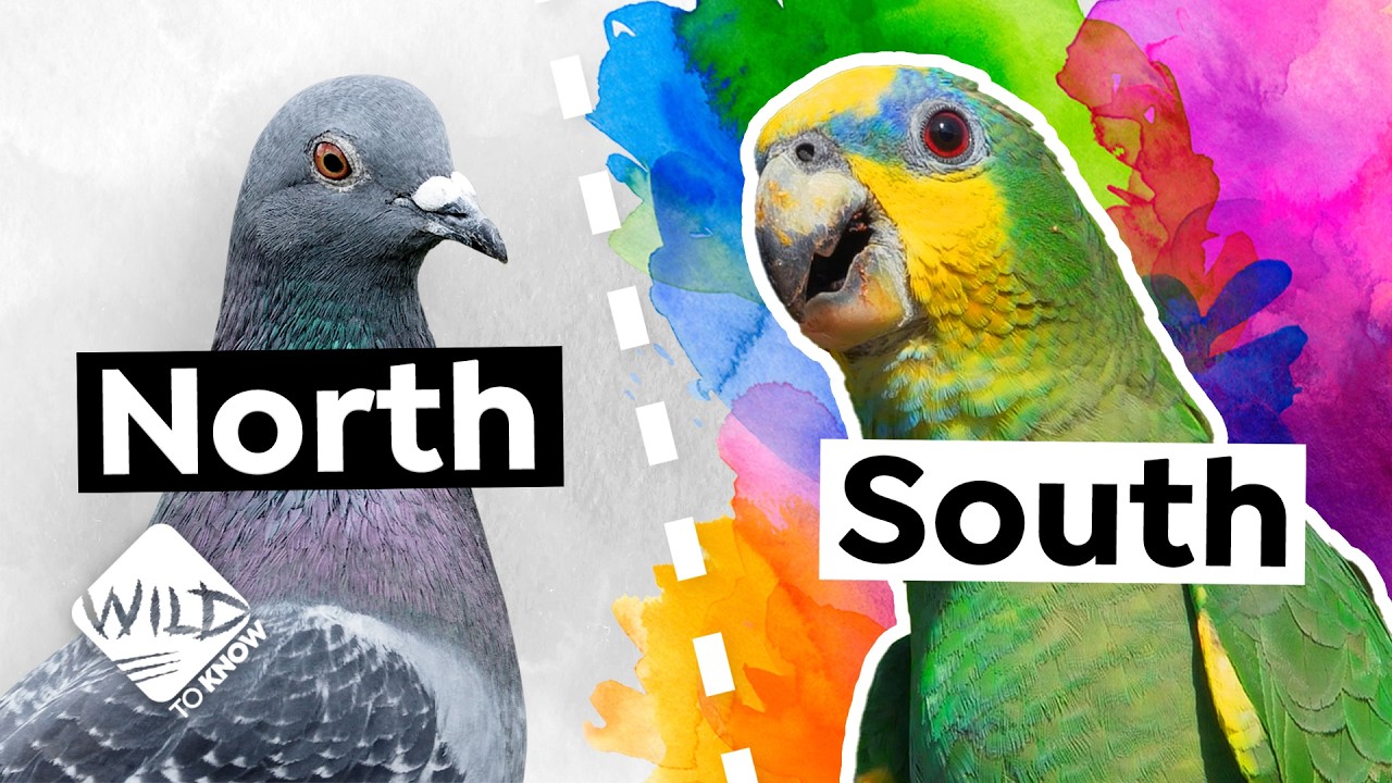 How Tropical Birds Create Their Vibrant Colors - The Science Behind It!