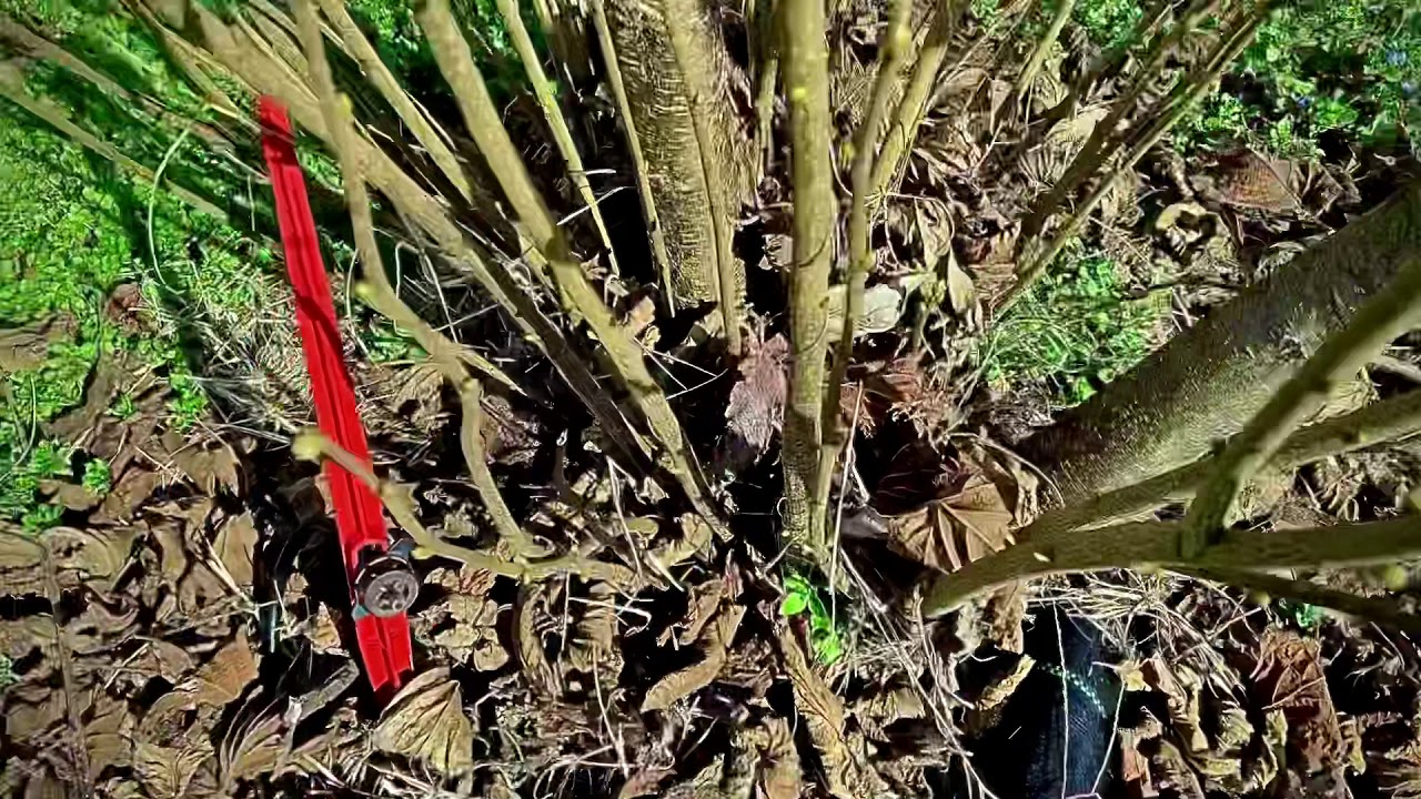 Κλάδεμα φουντουκίας