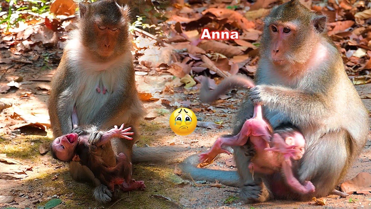 OMG..! Mom, Anna starts to show bad behavior towards her child while her baby was only 3 days old