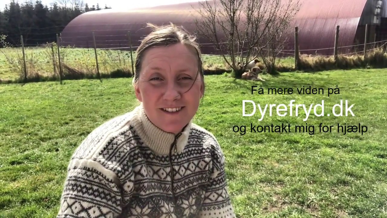 Det gode indkald - hundesprog er den sikre vej