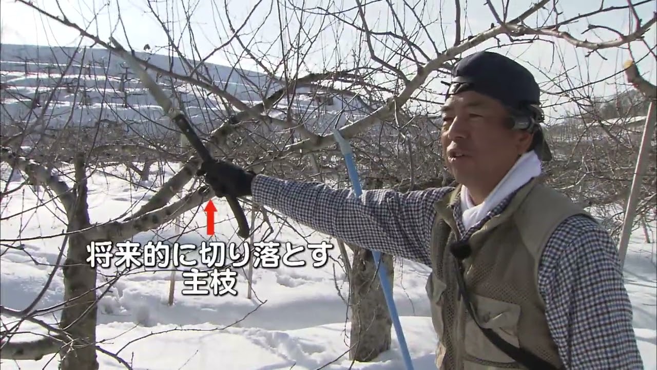 青森りんごの栽培技術「普通栽培編　⑫剪定」