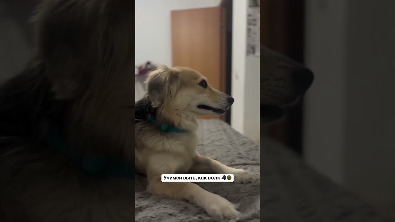 Учимся выть, как волк. 🐺Как думаете получилось ? 😅🤔