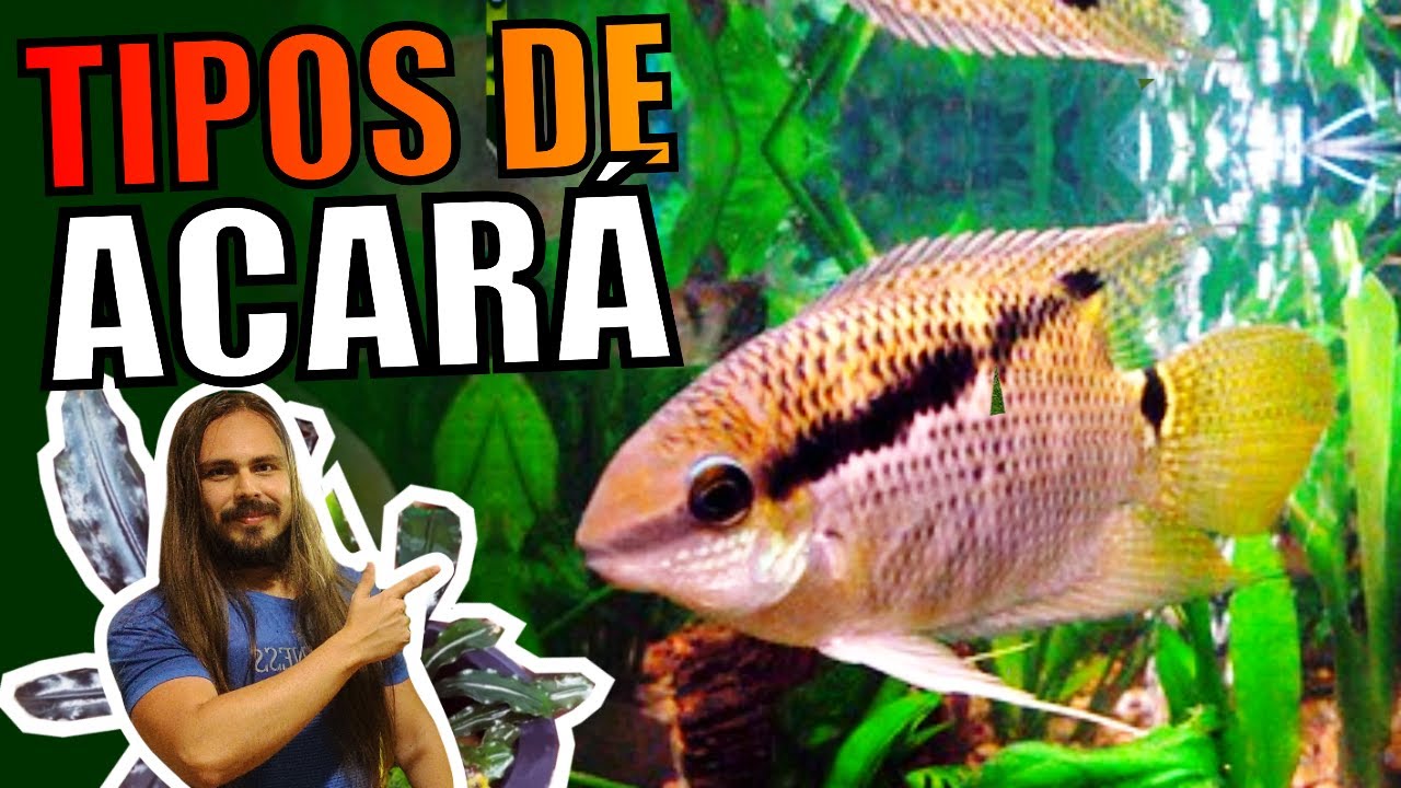 🔴TOP 5 TIPOS DE PEIXES ACARÁS |Mr. Betta|