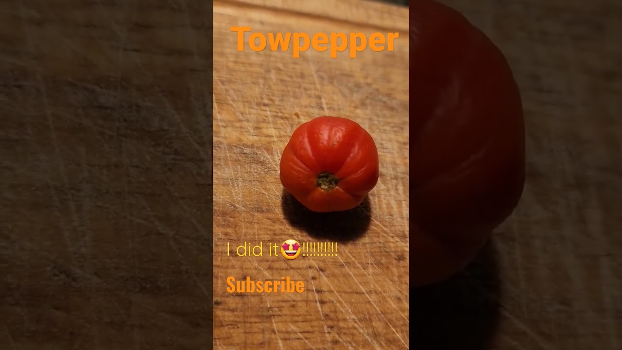 Amazing tomatoes & peppers cross breeding.. #vegan#vegetables #food #subscribe #video #shorts #share