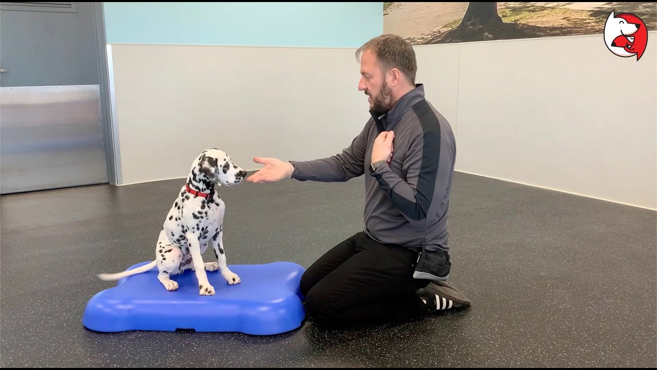 DGP Puppy Class Video - Body Handling