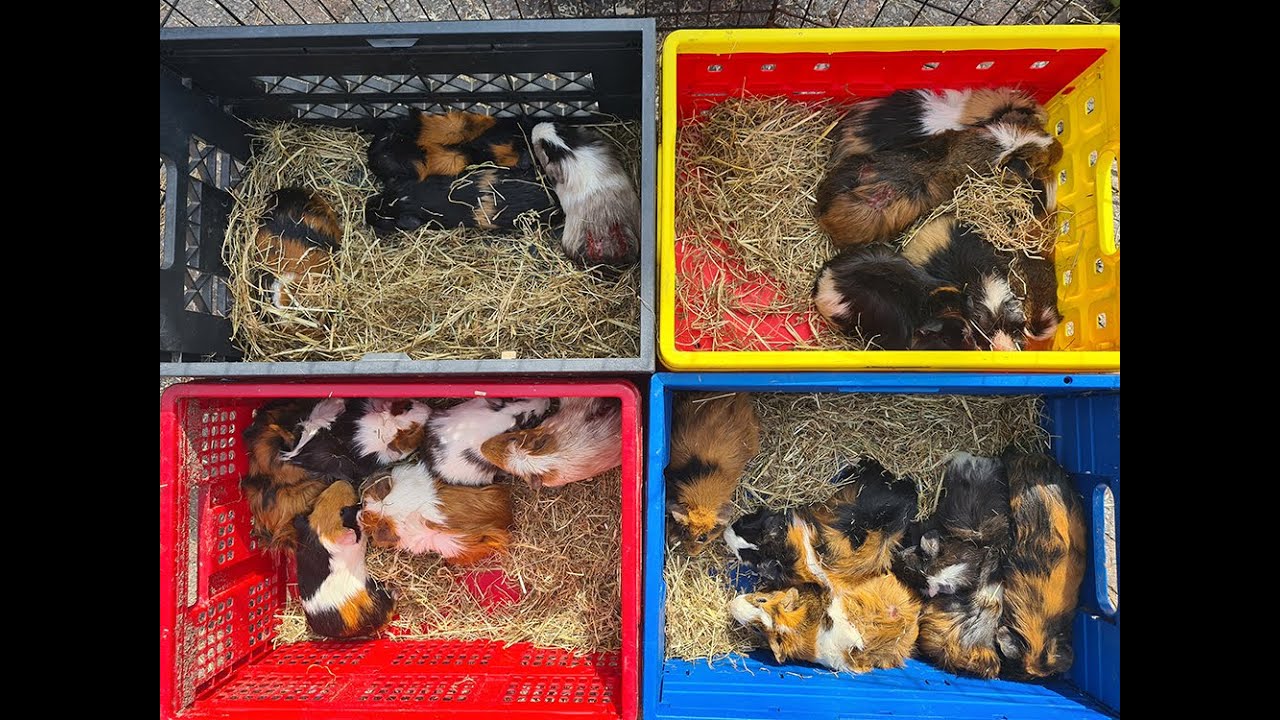 21 September: a group of 21 guinea pig males dumped in a forest