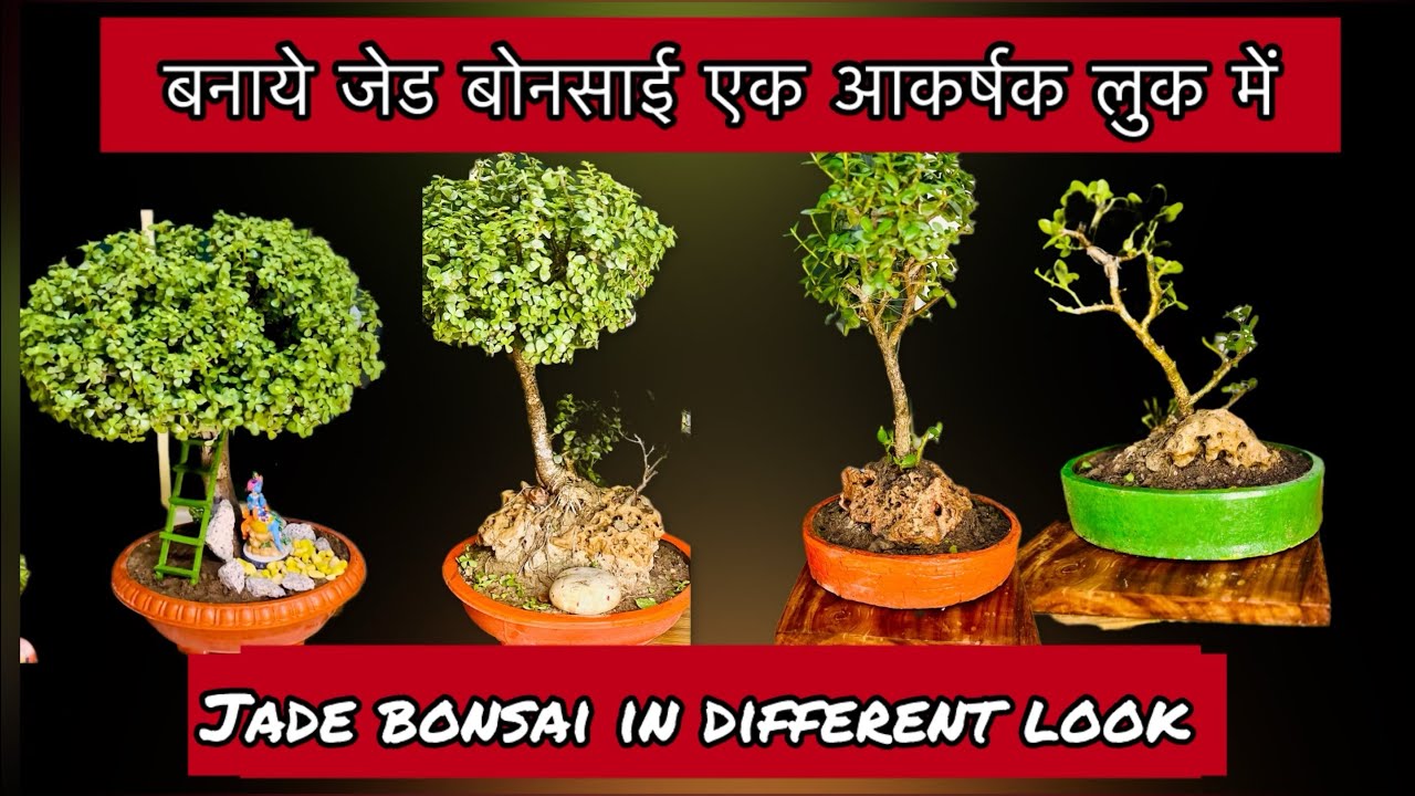 How to give  a stunning look of your jade bonsai? बनाए जेड बोनसाई को आकर्षक #jadebonsai #gardening