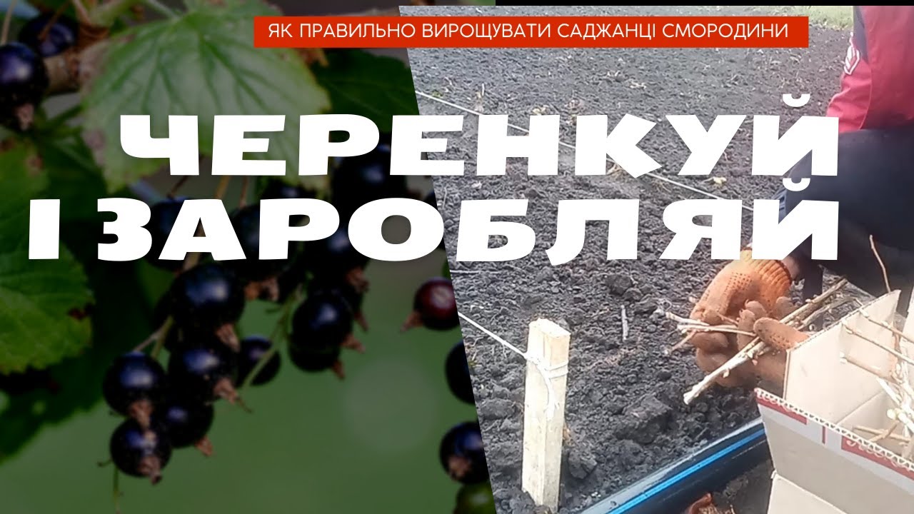 Про заробіток на вирощуванні саджанців смородини. Секрети садівника. Черенкування смородини, агрусу.