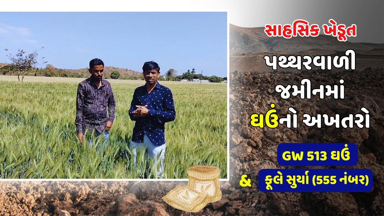 સાહસિક ખેડૂતે પથરાળ જમીનમાં વાવ્યાં ઘઉં | GW 513 | Fule Surya | Fule 555 | Top Wheat Variety |#wheat
