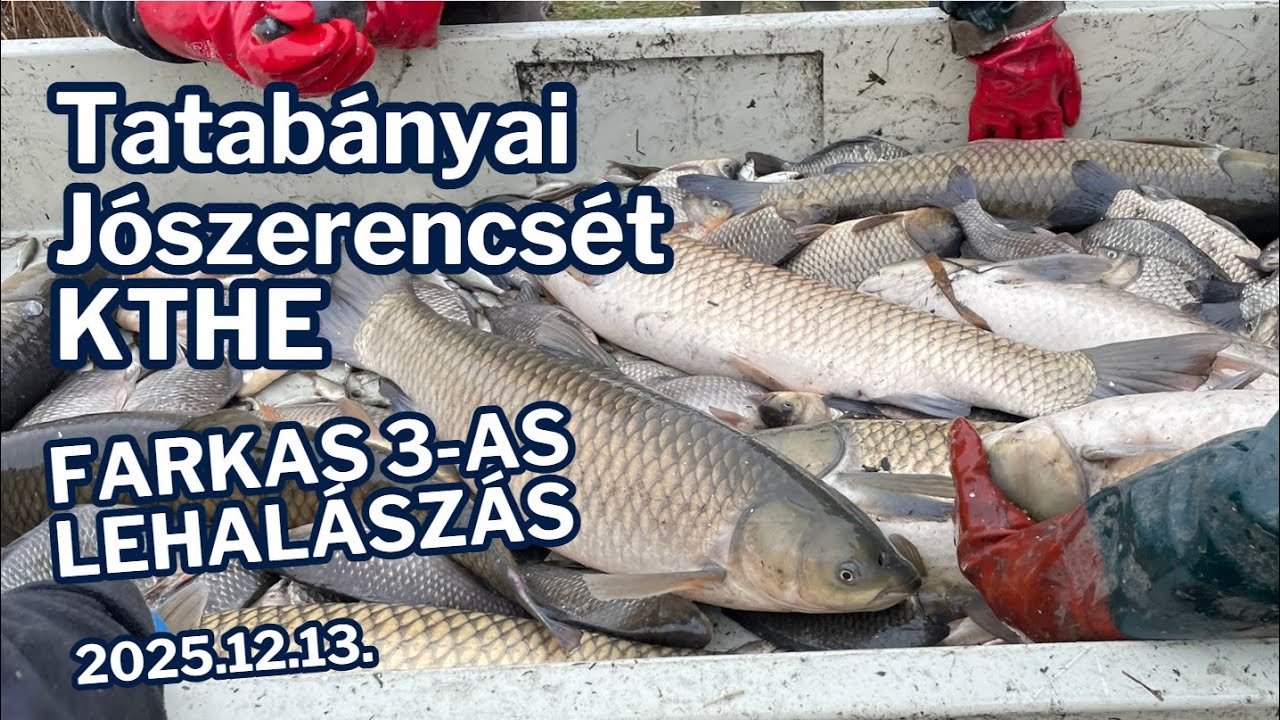 Farkas 3-as tó lehalászás 2025.12.13