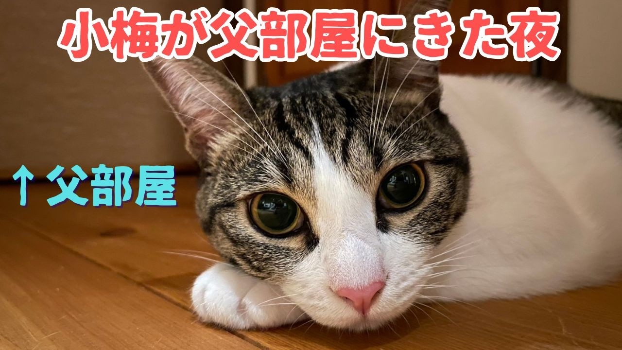 父動画23　お父さんの切ない夜