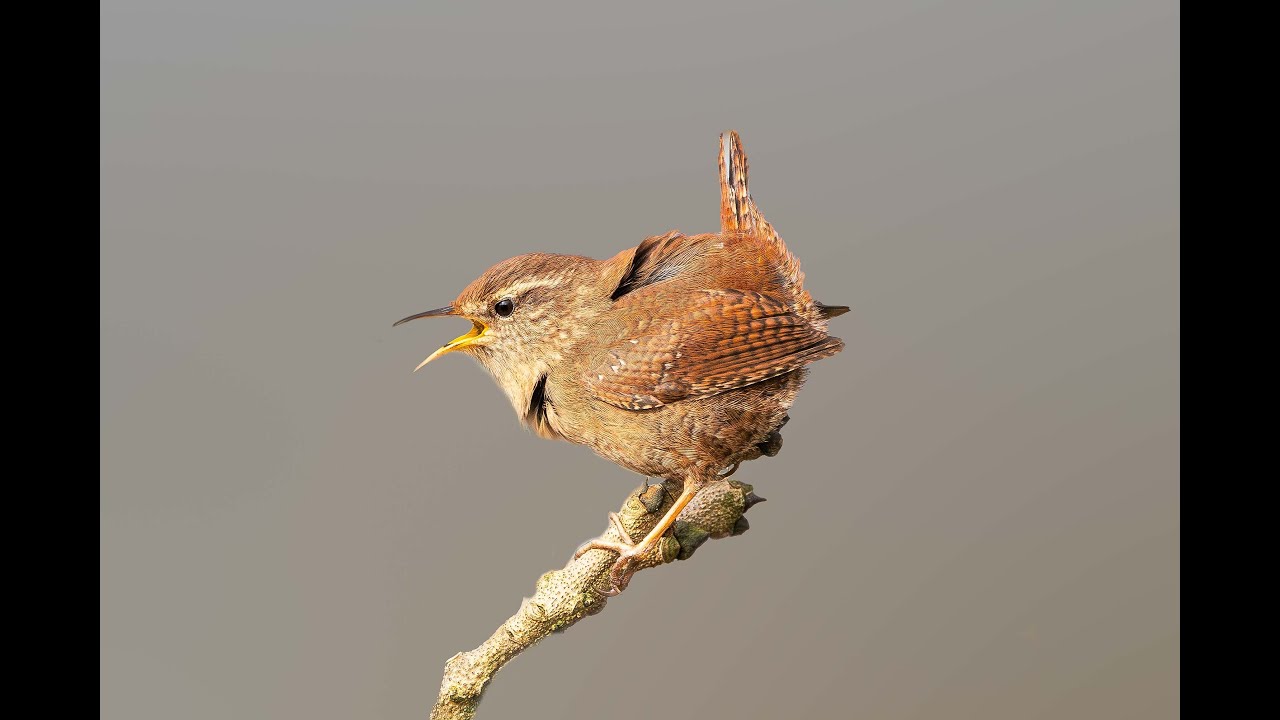 Wren -Troglodytes troglodytes