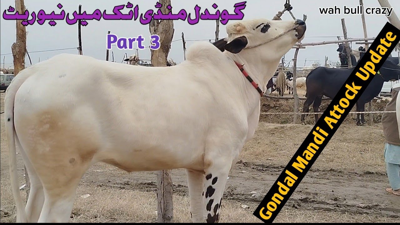 Today Gondal Mandi Attock Latest 2/2/2026 Fatehjangi Rate's Update@WahbullcrazyQurbani 2026.27 Part3