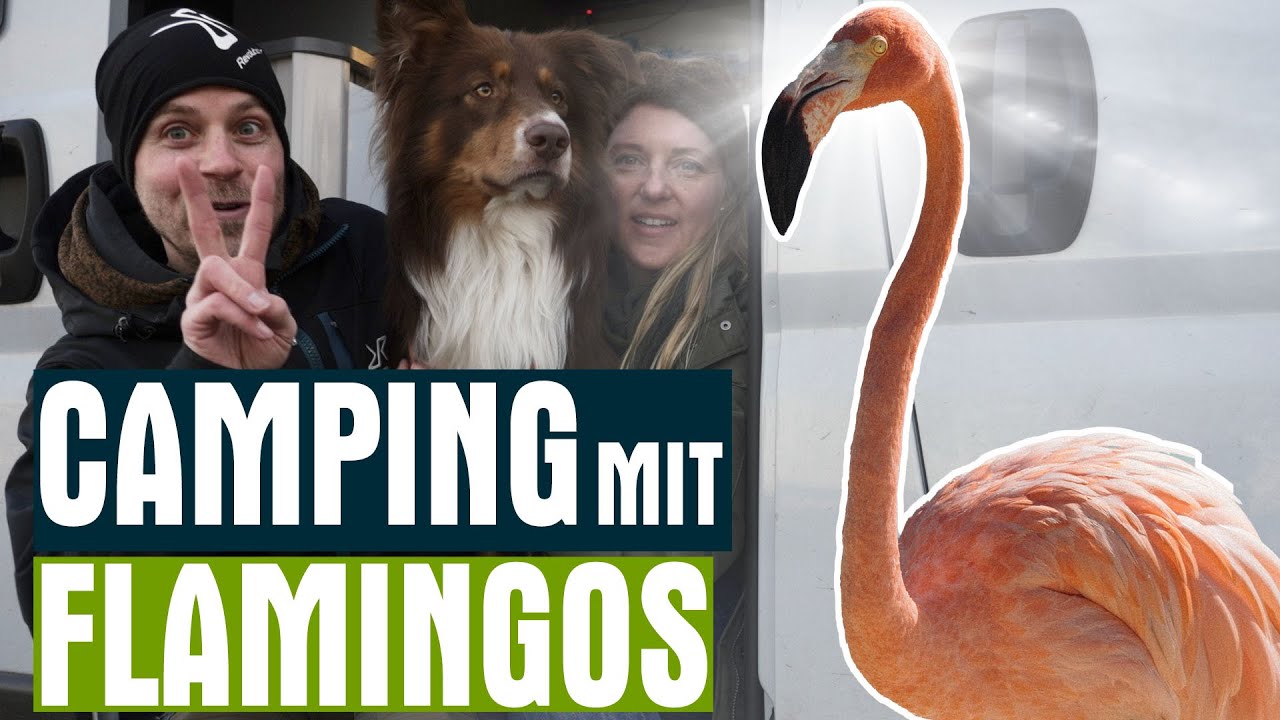 Campen mit Flamingos - Kostenloser Stellplatz Zwillbrocker Venn