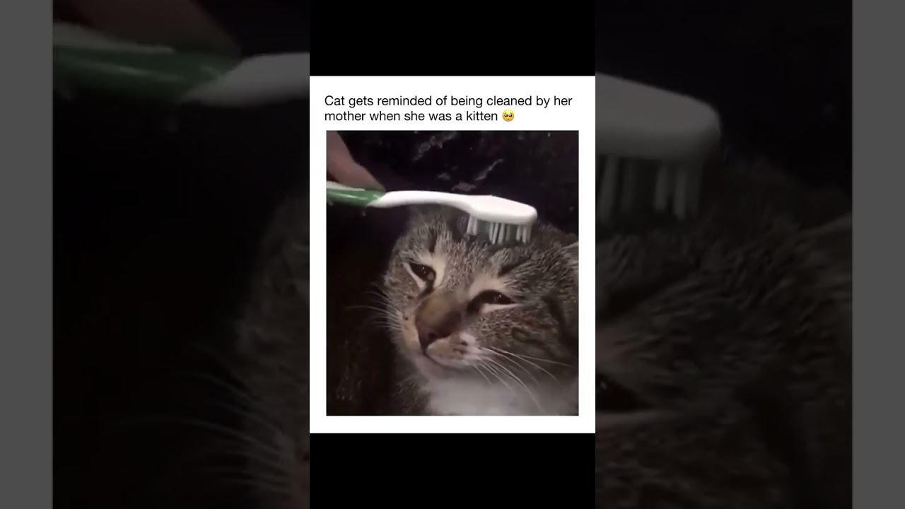 as a Furparent #Furparent #Cats #LoveCat #SadCat #CuteCat #adorablepet #catlover