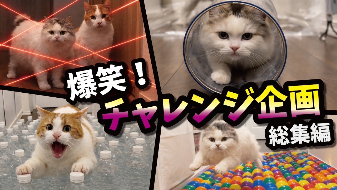 猫がちゅーるほしさに激ムズトラップにチャレンジ！大爆笑総集編ッッッ！！！