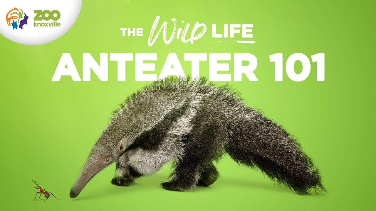 Everything to Know About Caring for GIANT ANTEATERS - The Wild Life