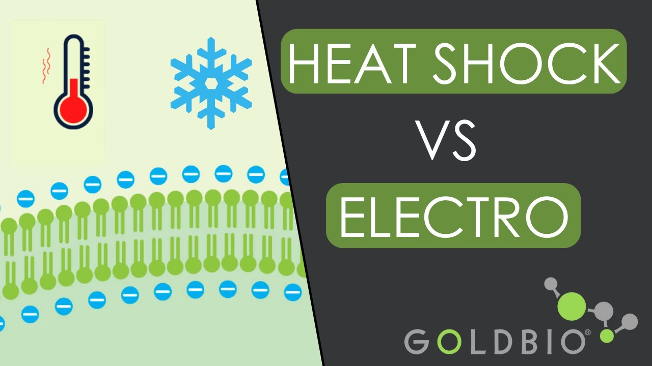 Comp. Cell Transformation: Electroporation vs Chemical Transformation (Heat Shock)