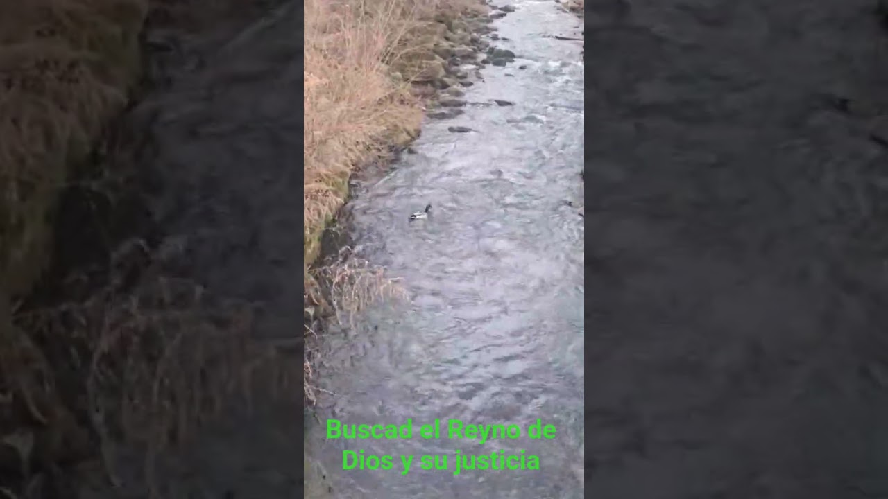 🌿 Paz para el alma.”🦆 La calma de la creación.🌊 Respira y descansa.”🙏 Dios nos regala un dia mas ”✨