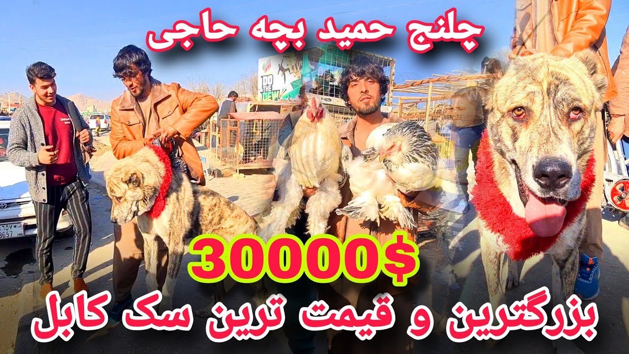 گزارش شعیب  امیری از دوکان های زنجیری حمید بچه حاجی/سگ 30000دالری /موش سفید و پلنگ سیاه #afghantv  🥵