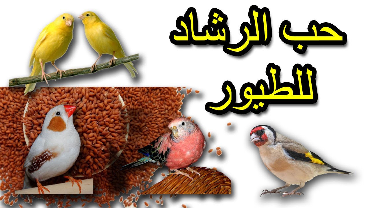 #shorts#فوائد حب الرشاد لجميع أنواع الطيور Benefits of Rashad's love for all types of birds #shorts#