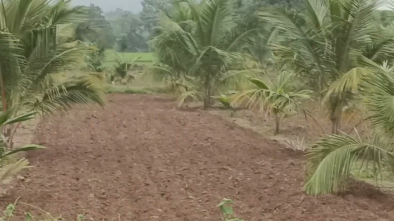 Coconutfarm #nature #farming 