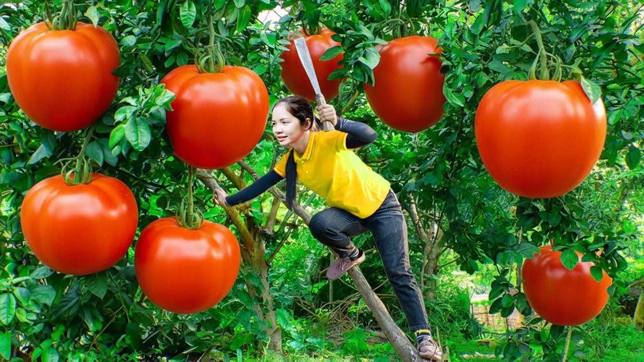 Hanna Harvest Tomato A Sea of Red Fruits Waiting to be Picked to go to the market sell