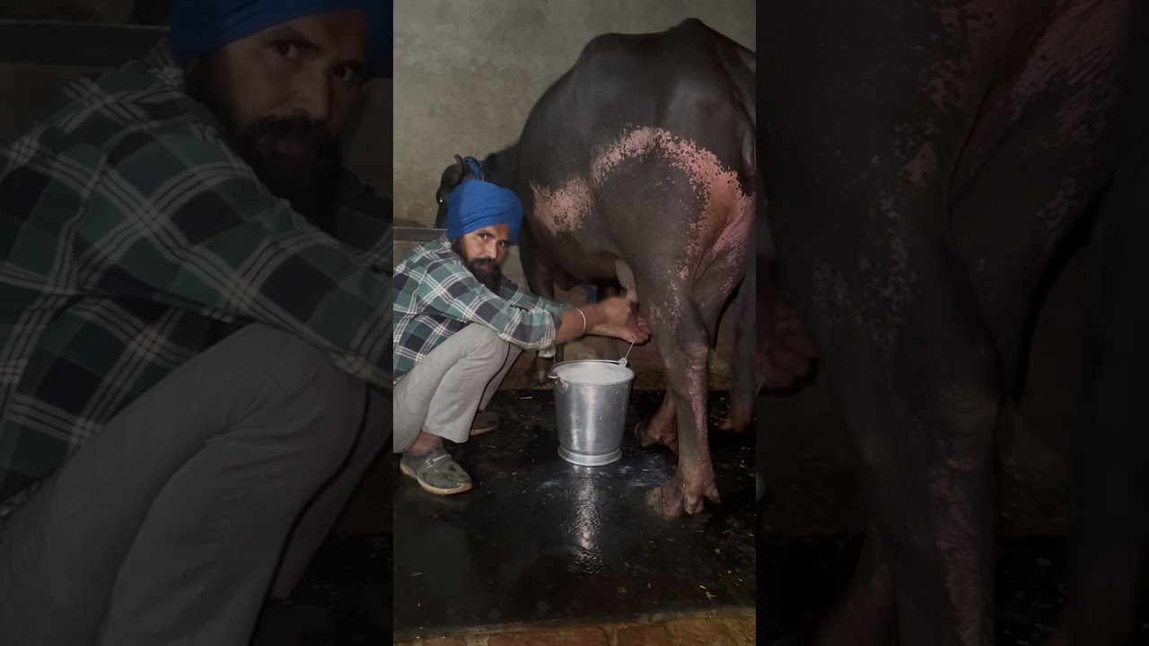 Benipal Dairy Farm routine work ￼
