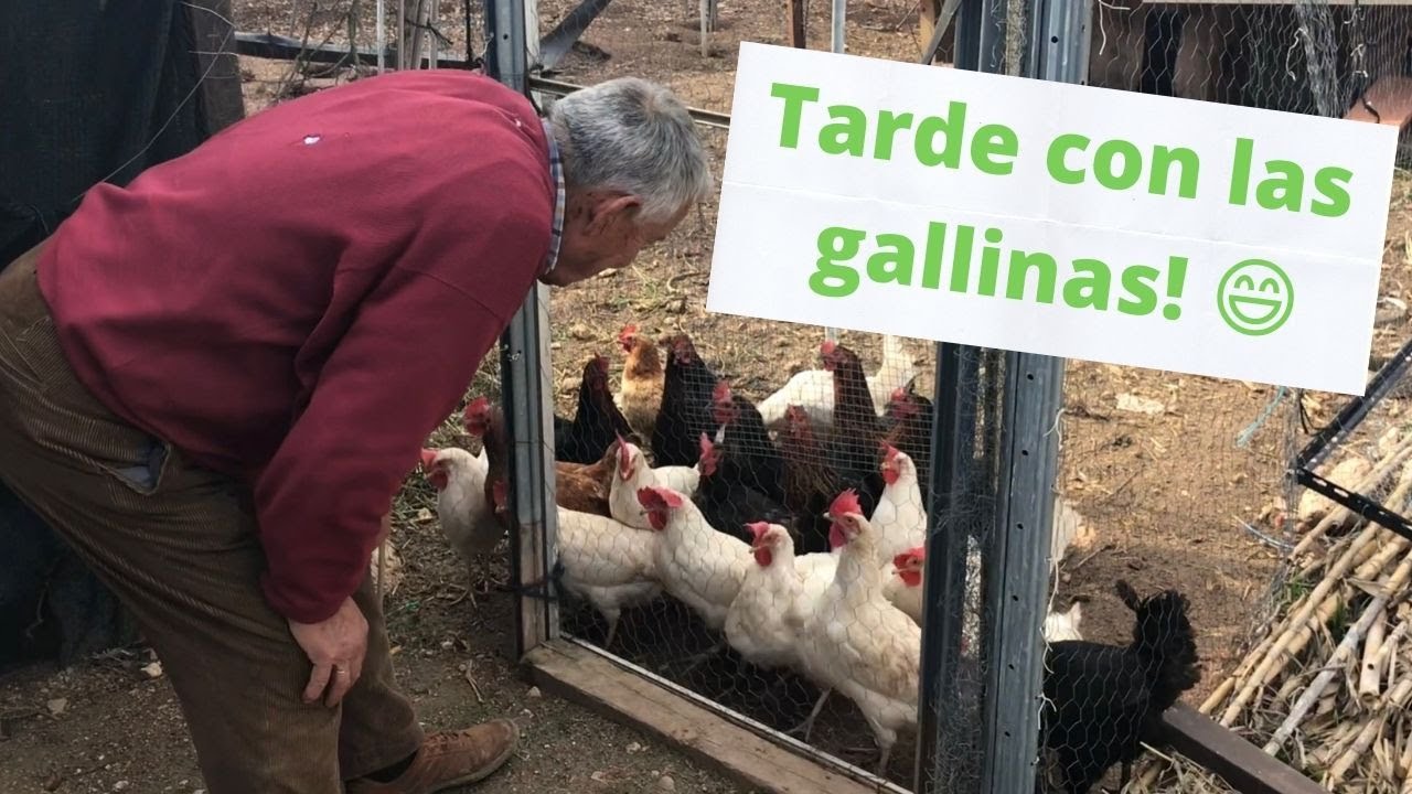 El Huerto del Abuelo - Capitulo 26: Pasando una tarde con las gallinas