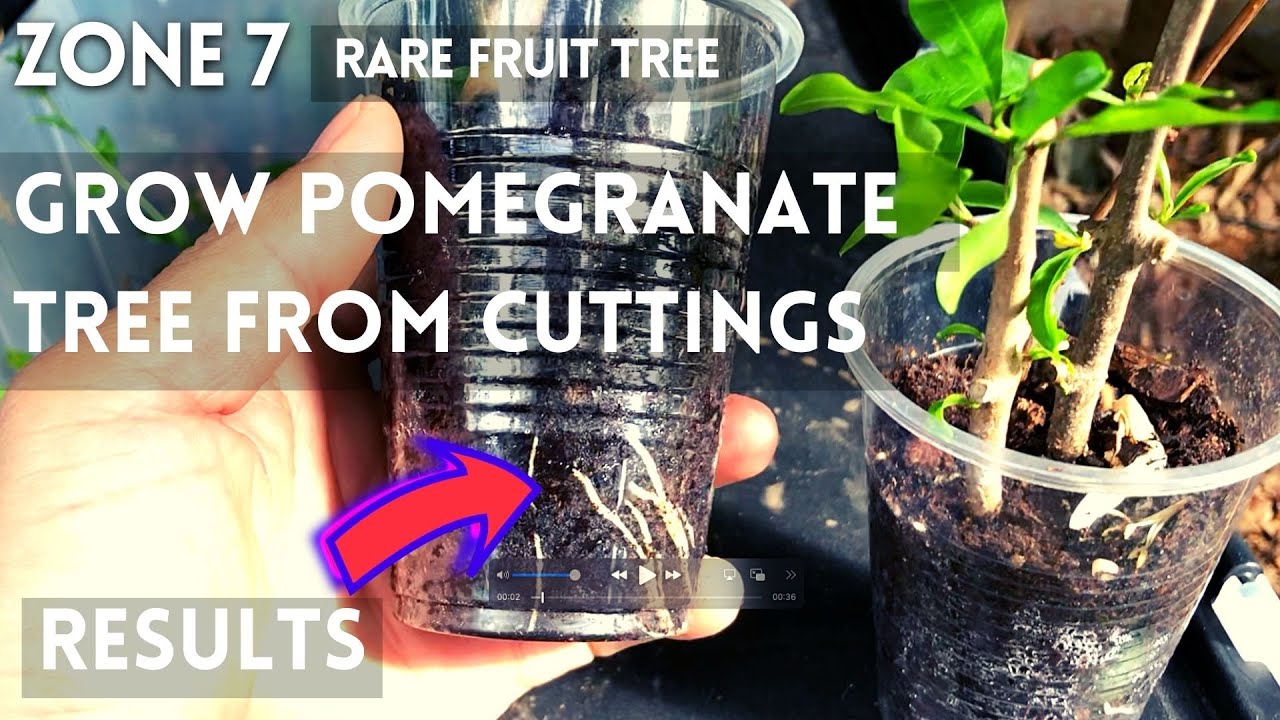 How to propagate pomegranate tree from cuttings. Rooting pomegranate cuttings. Part 2. zone 7.