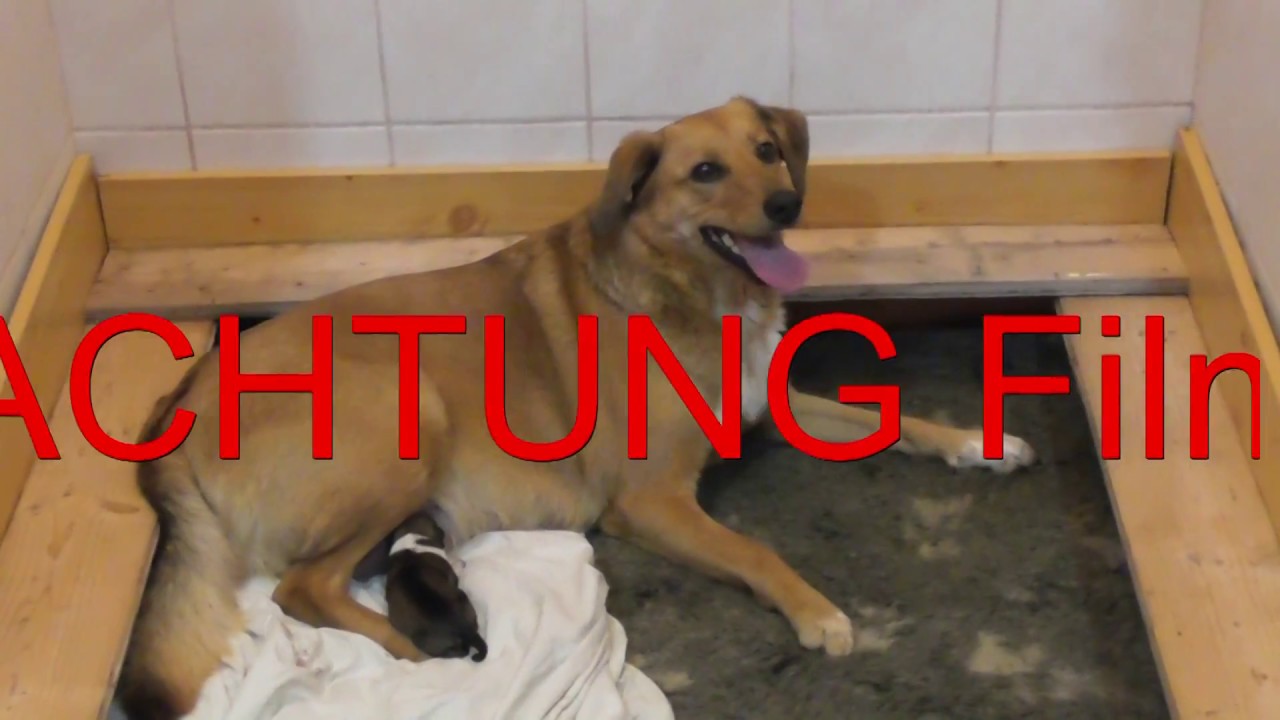 Die Geburt der Welpen