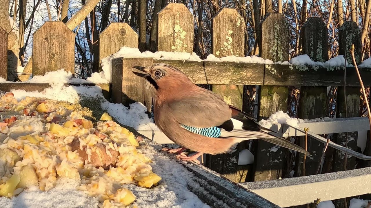 EURASIAN JAY (GARRULUS GLANDARIUS)