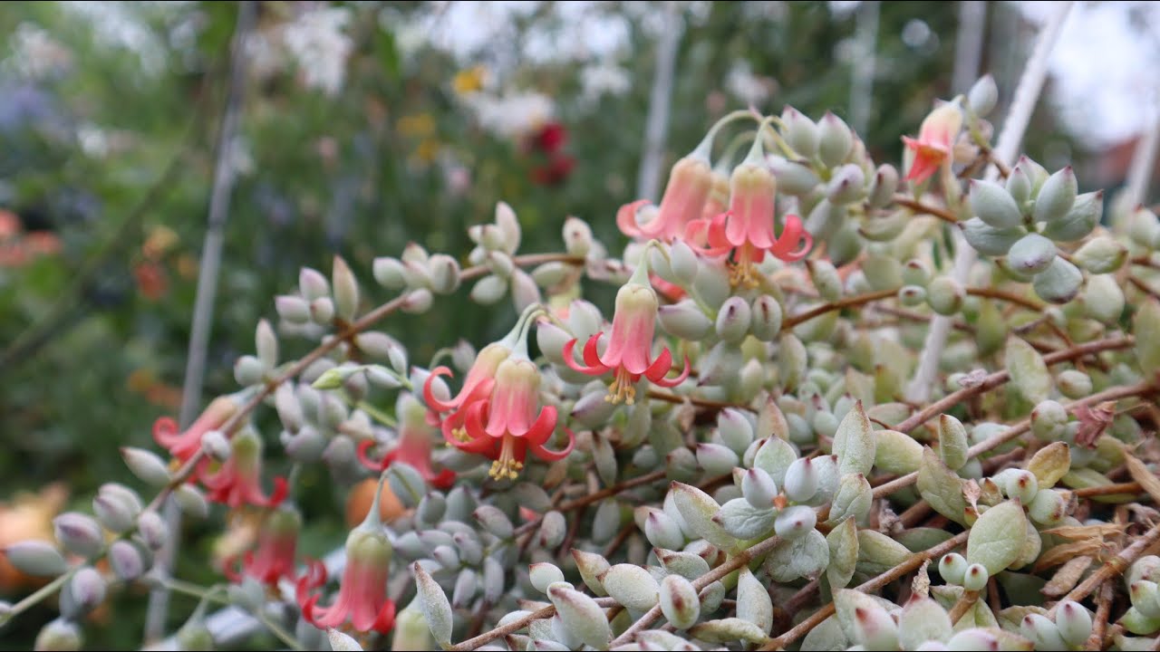 Trasplantando el Cotyledon pendens - charlando de todo un poco - Suculenta Cadena de Lagrimas