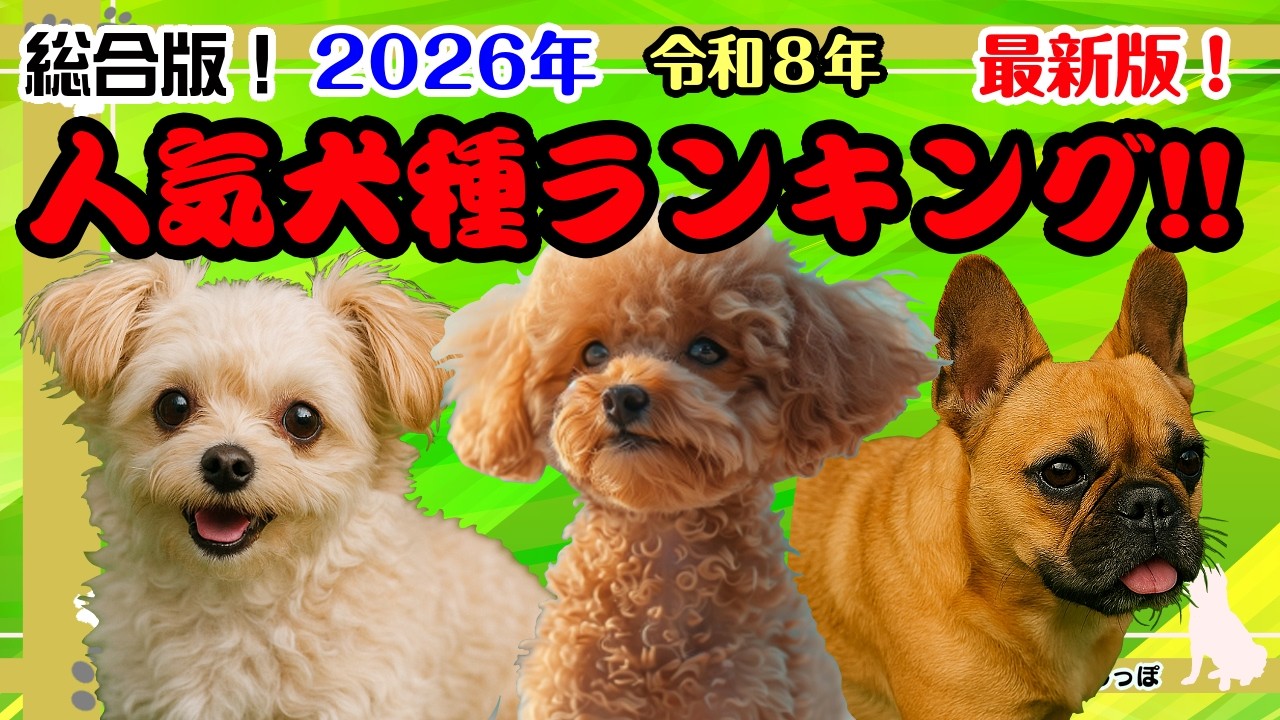 【ランキング】最新！2026年（令和8年）人気犬種ランキング（総合版！）