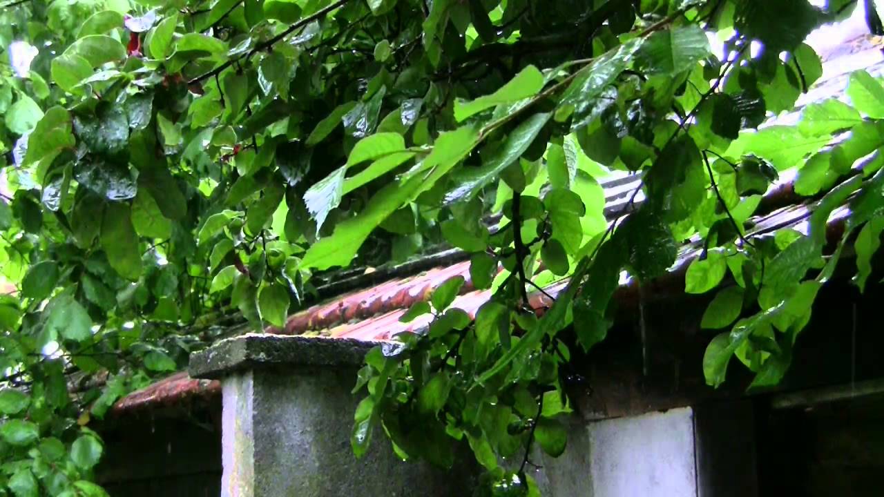 Pluie et orage au Jardin - Rain sounds and Thunderstorm in the Garden (1 heure - 1 hour) - ASMR